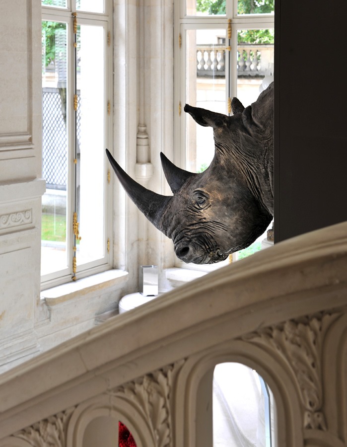 Illustration 5 du produit Tête de Rhinocéros