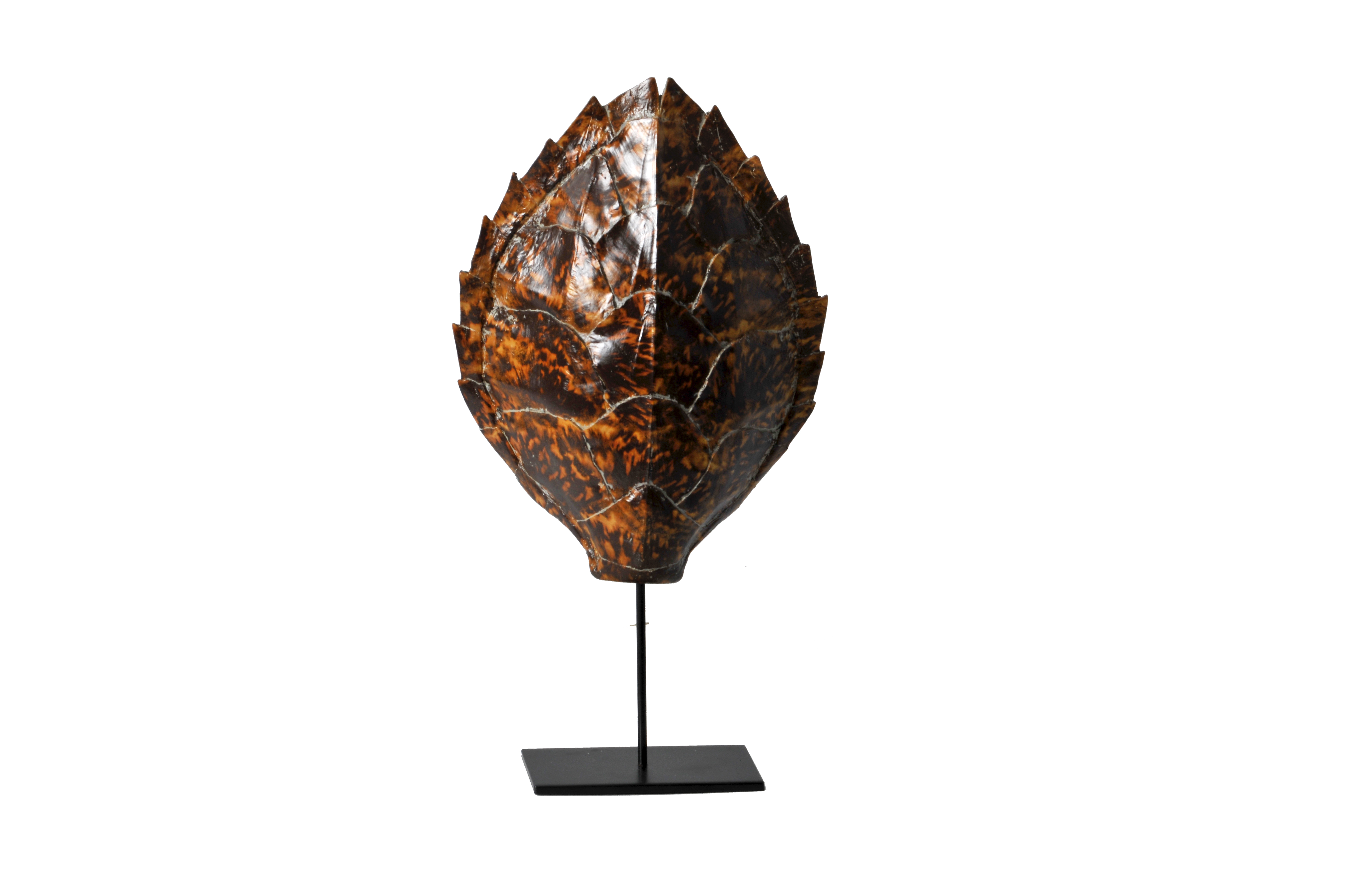 Illustration 1 du produit Turtle Shell