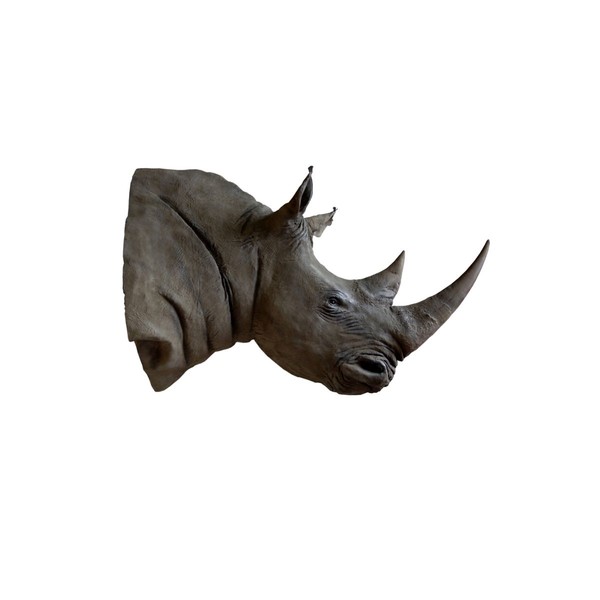 Product illustration Rhino Head