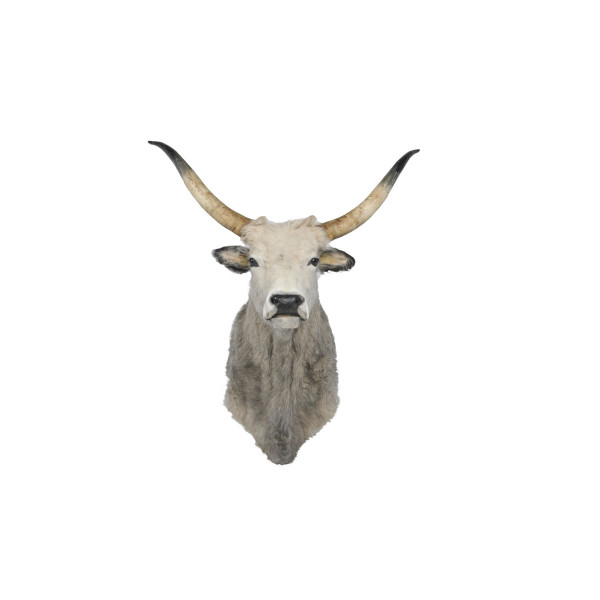 Illustration du produit Tête de Vache